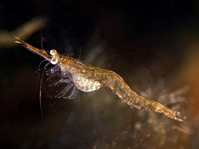 Bochtige aasgarnaal. Foto M. Haarsma